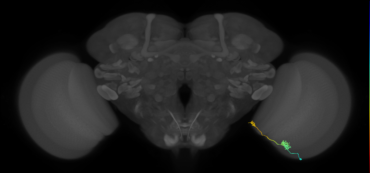 Tm39_R (MaleCNS:95770)