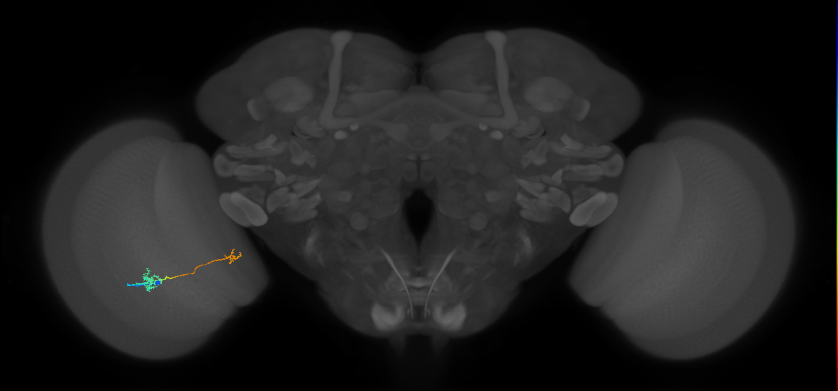 Tm39_L (MaleCNS:99398)