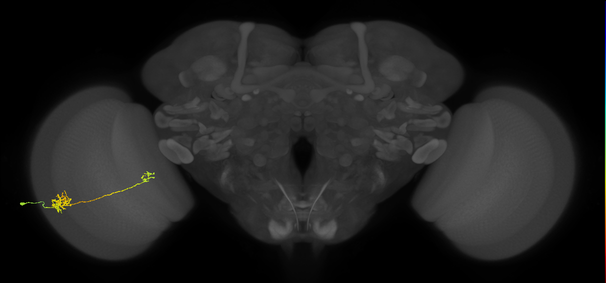 Tm39_L (MaleCNS:542460)