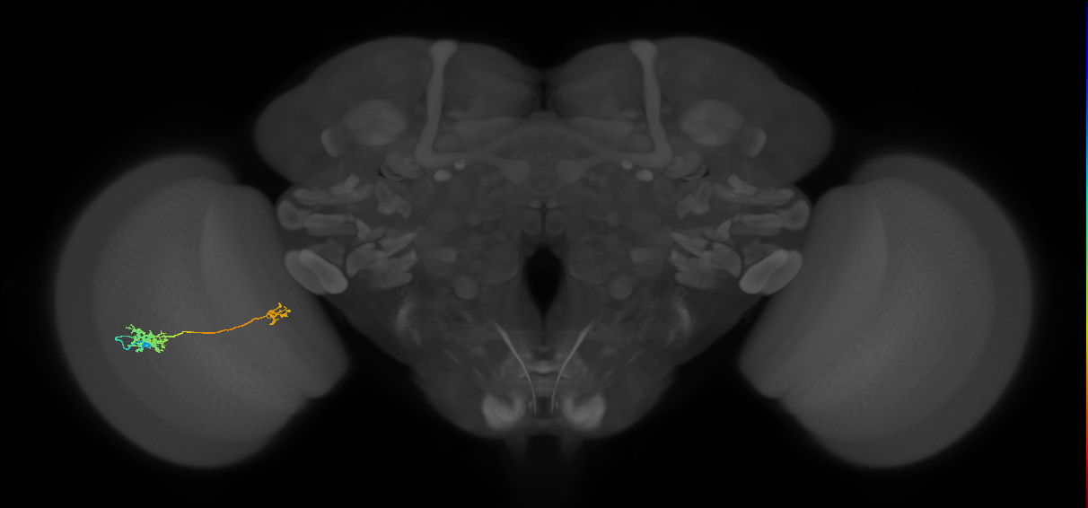 Tm39_L (MaleCNS:67841)