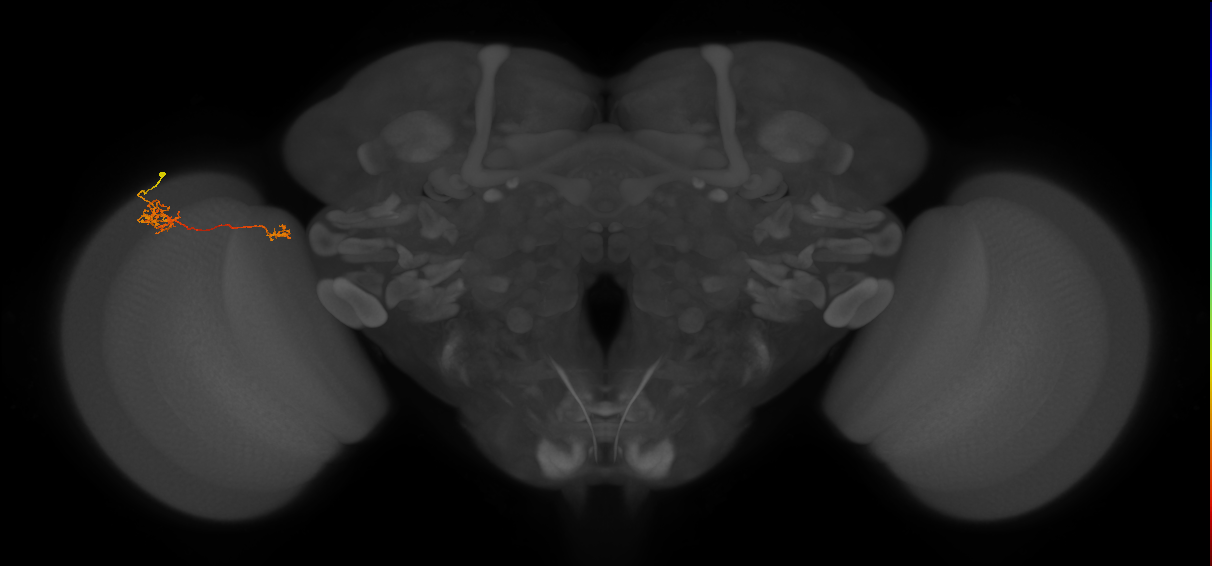 Tm39_L (MaleCNS:534251)