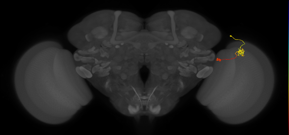 Tm39_R (MaleCNS:91657)