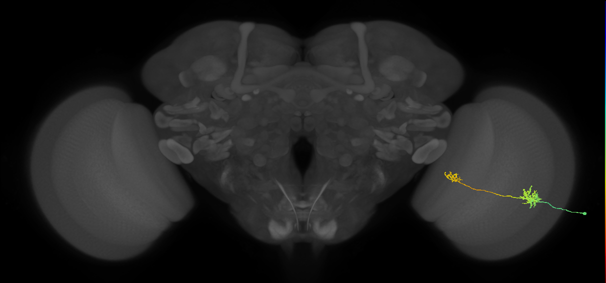 Tm39_R (MaleCNS:83309)