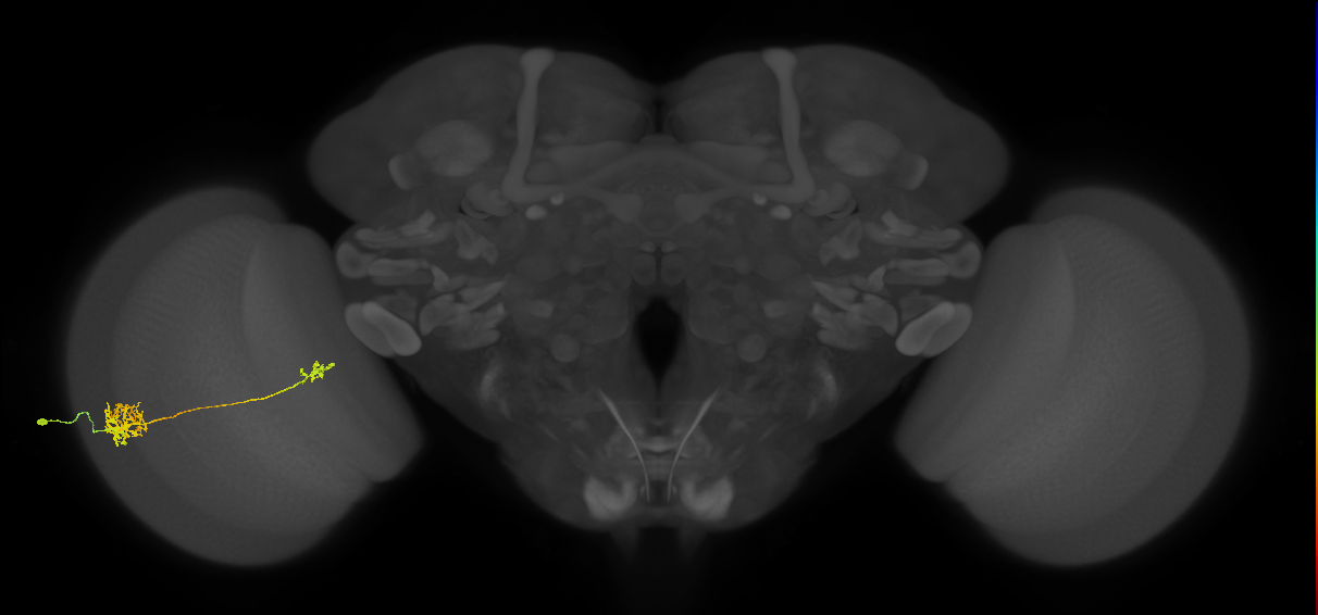 Tm39_L (MaleCNS:513674)