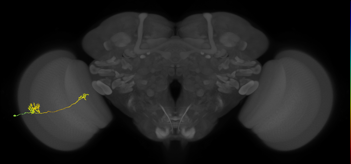 Tm39_L (MaleCNS:63032)