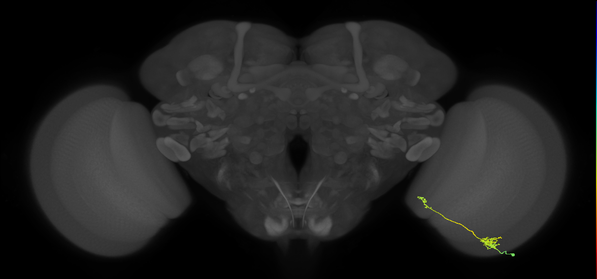 Tm39_R (MaleCNS:146401)