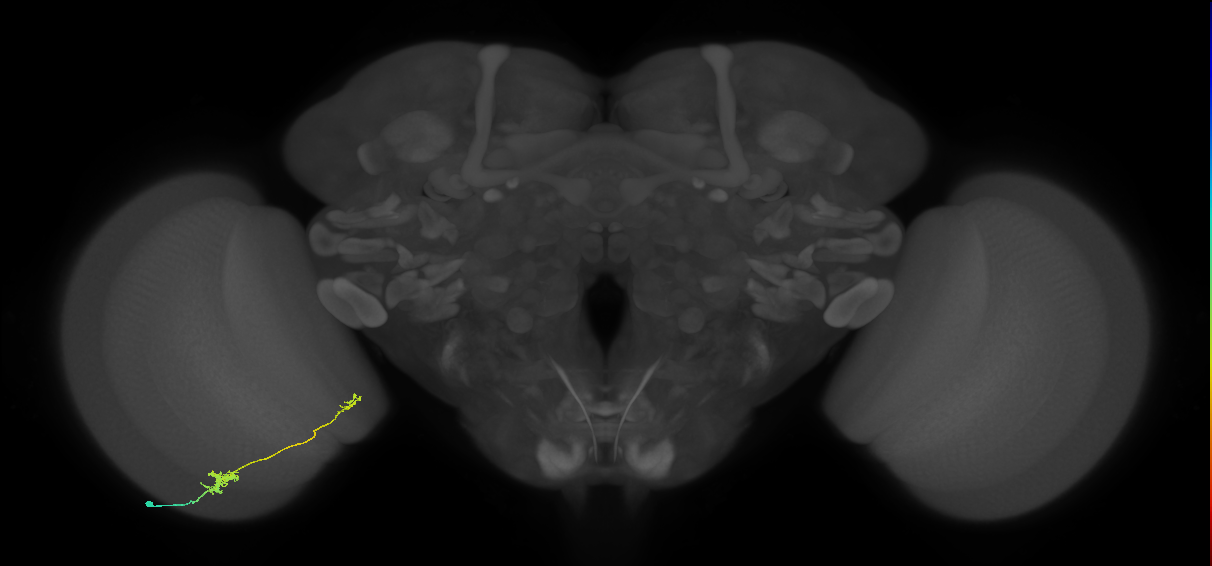 Tm39_L (MaleCNS:47182)