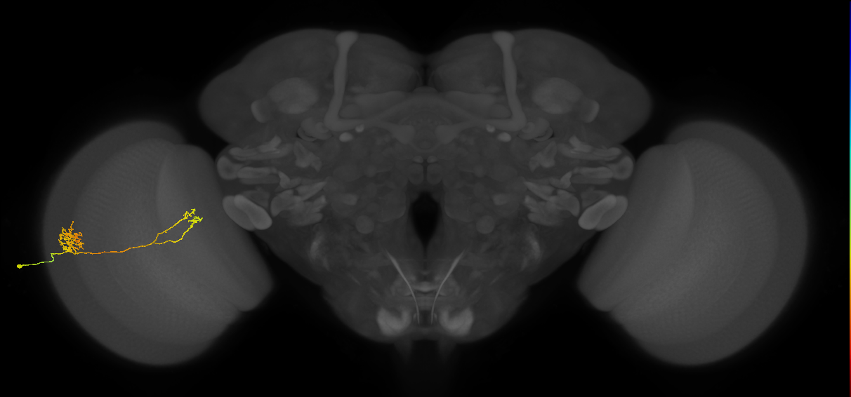Tm39_L (MaleCNS:34002)