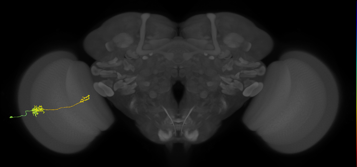 Tm39_L (MaleCNS:534879)