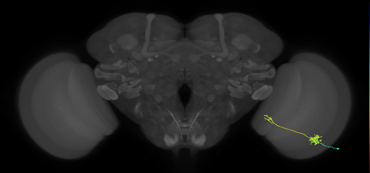 Tm39_R (MaleCNS:66481)