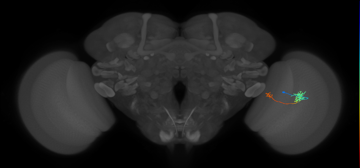 Tm39_R (MaleCNS:77167)
