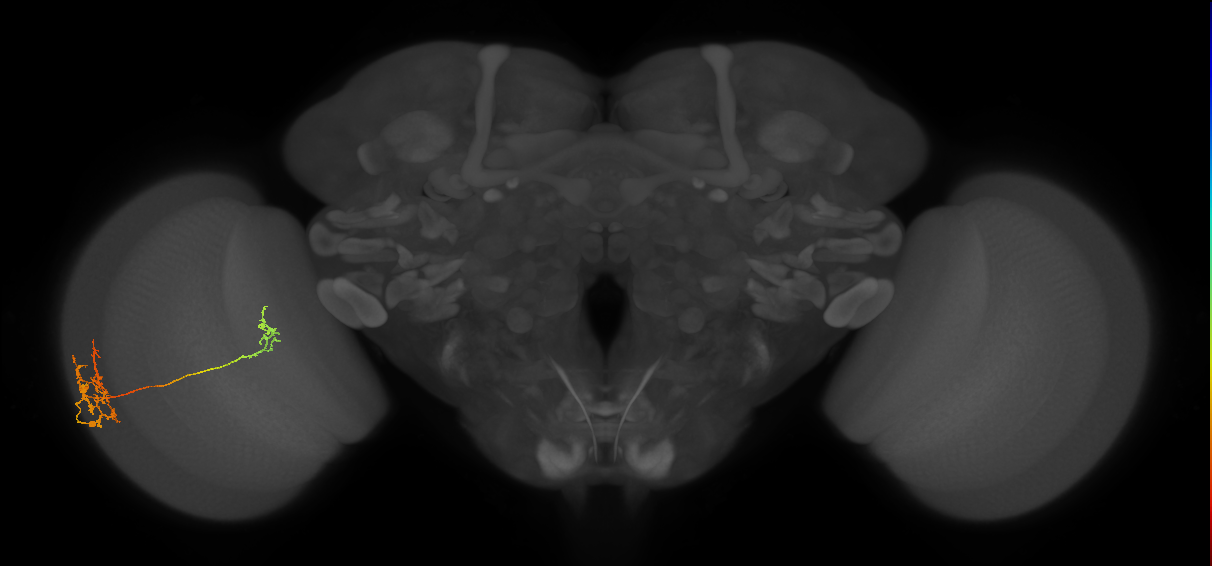 Tm39_L (MaleCNS:517284)