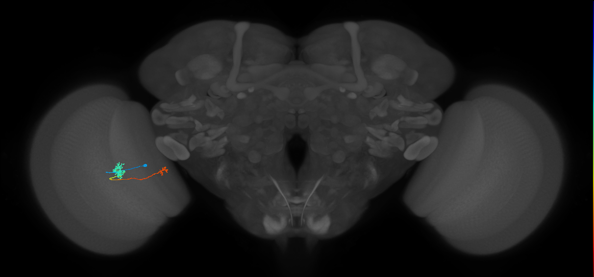Tm39_L (MaleCNS:145571)