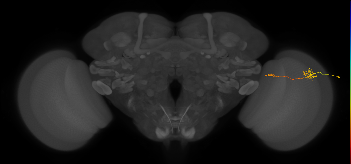 Tm39_R (MaleCNS:125308)
