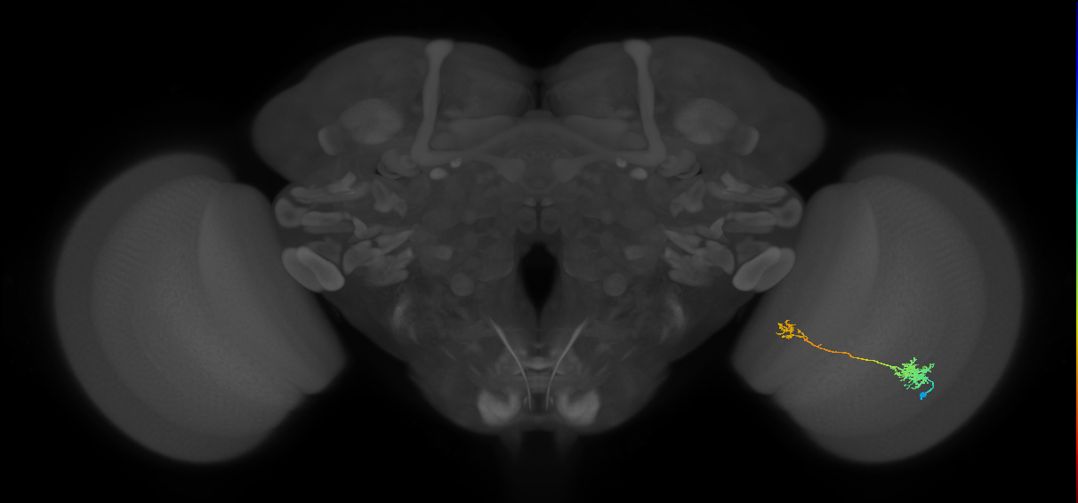 Tm39_R (MaleCNS:65408)