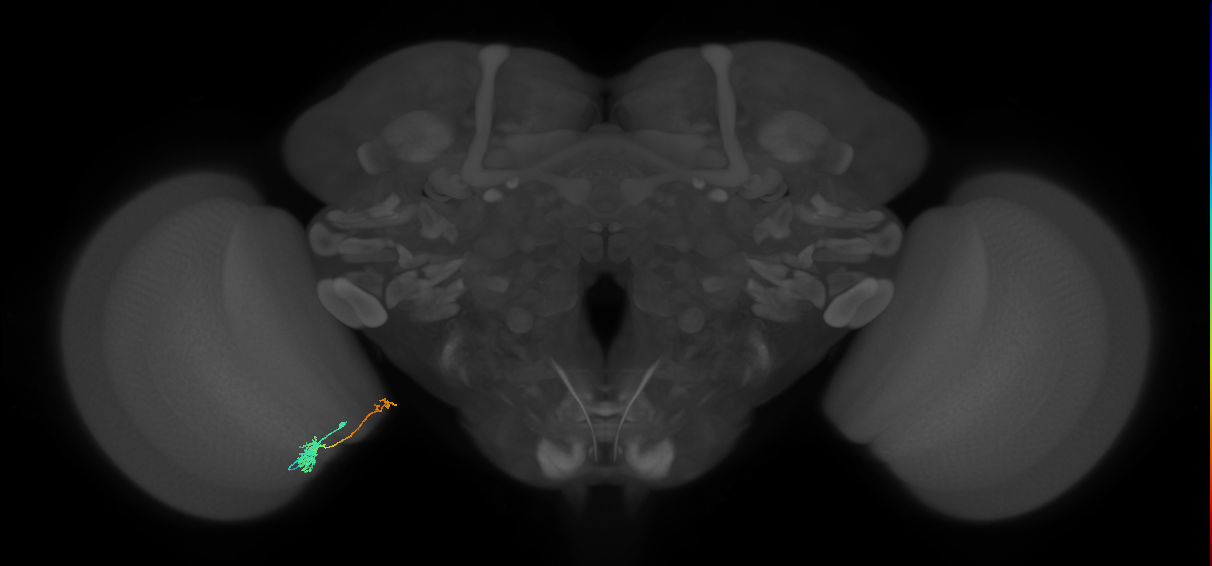Tm39_L (MaleCNS:110602)