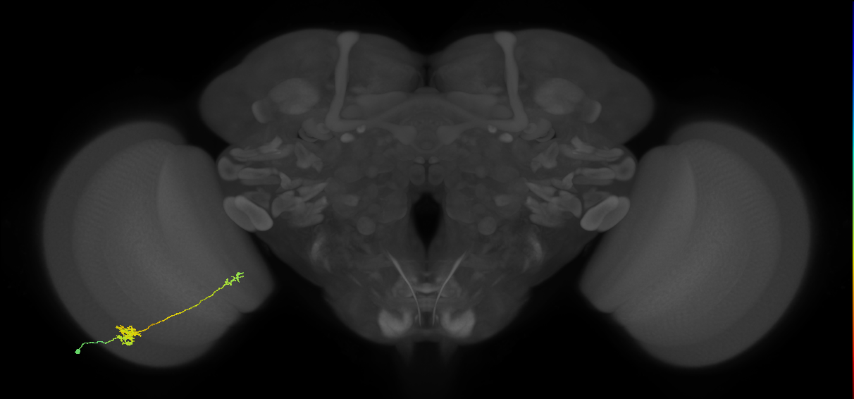 Tm39_L (MaleCNS:515833)