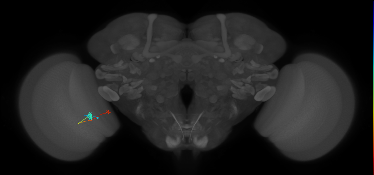 Tm39_L (MaleCNS:149948)