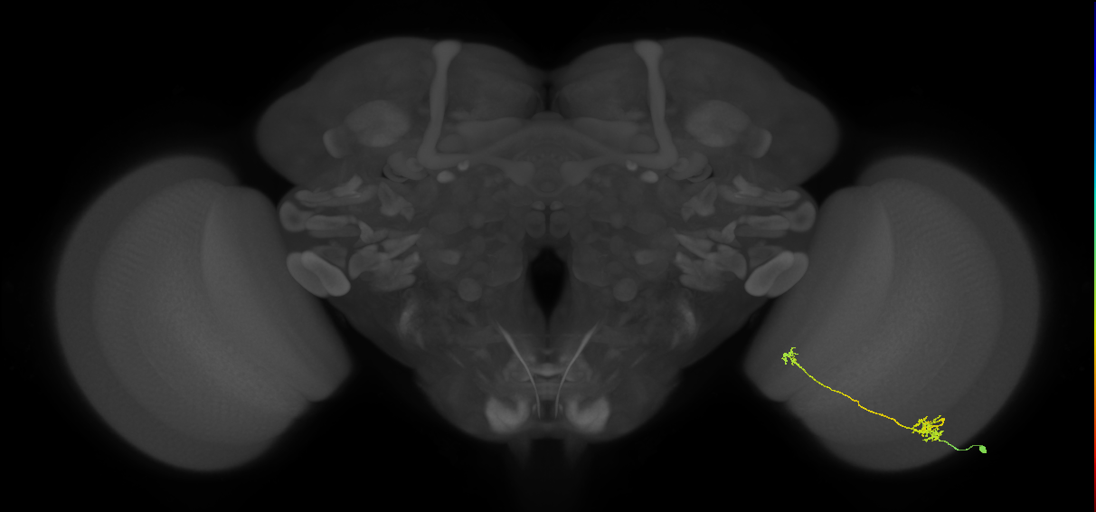 Tm39_R (MaleCNS:78218)