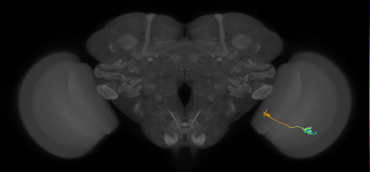 Tm39_R (MaleCNS:79713)