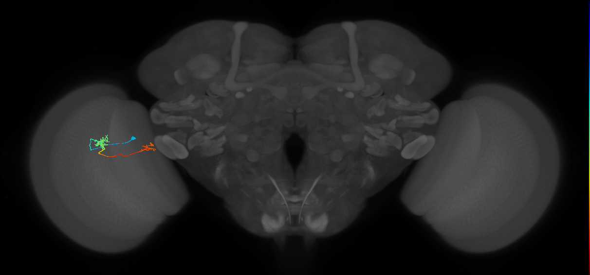 Tm39_L (MaleCNS:146097)