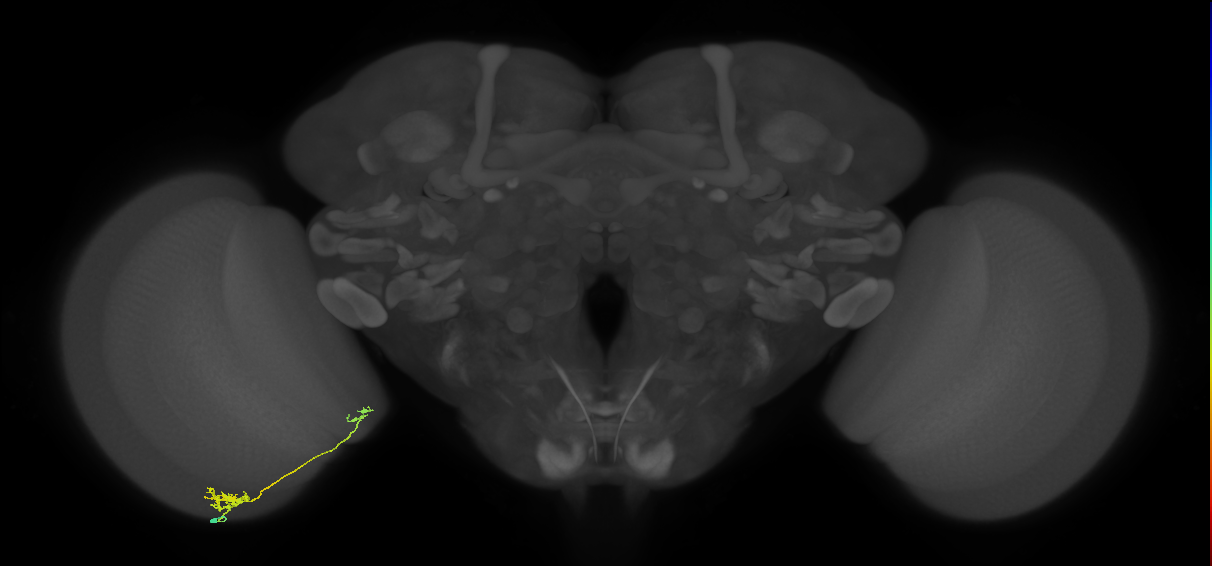 Tm39_L (MaleCNS:546023)
