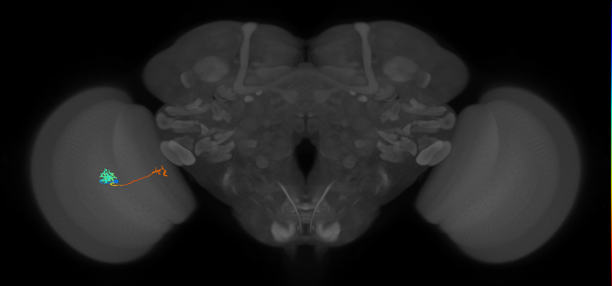 Tm39_L (MaleCNS:523972)