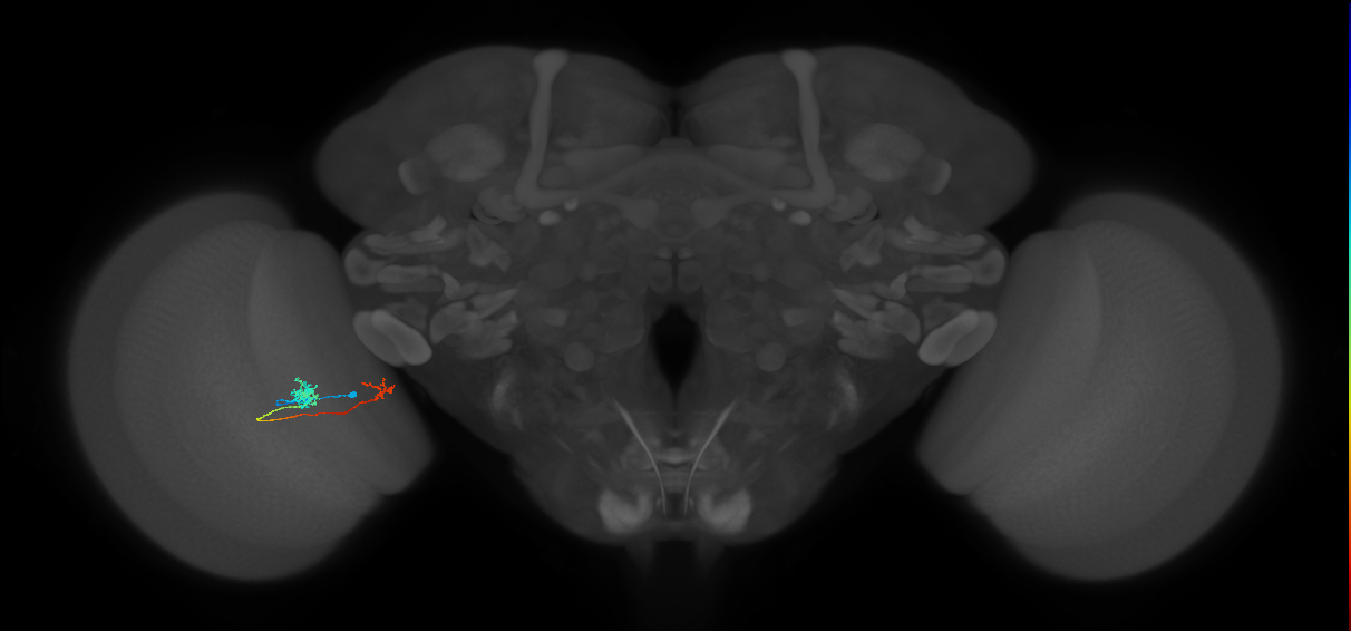 Tm39_L (MaleCNS:525920)