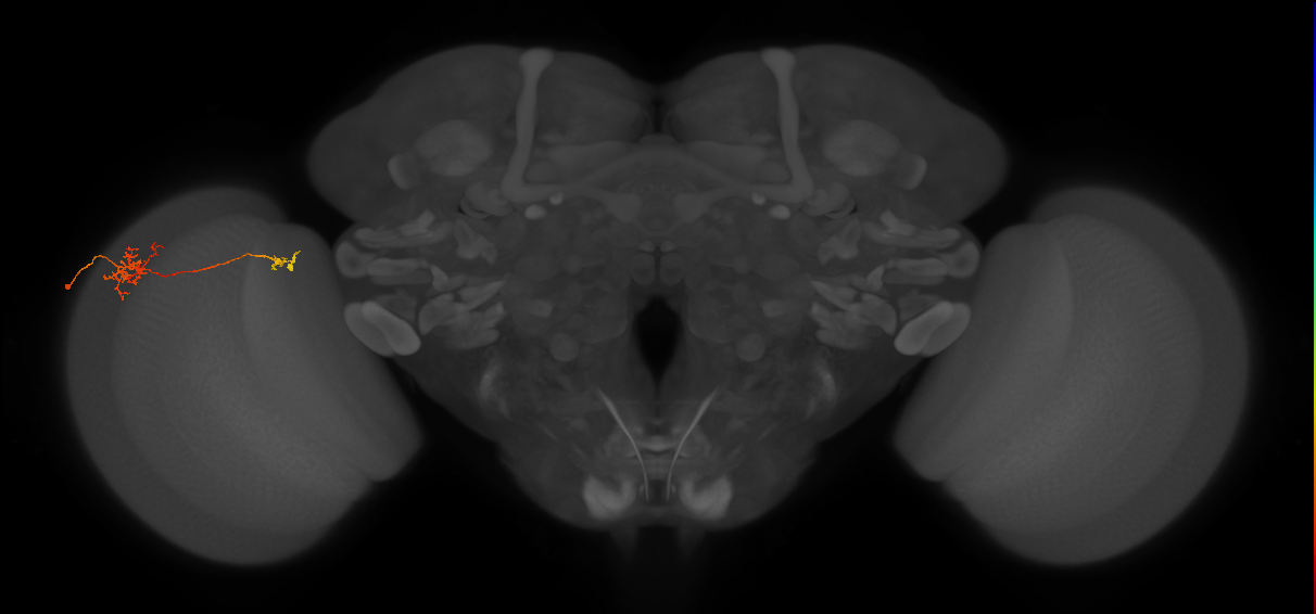 Tm39_L (MaleCNS:524196)