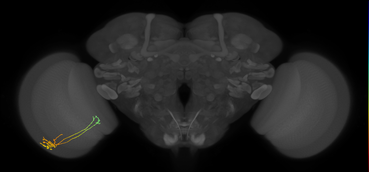 Tm39_L (MaleCNS:79037)