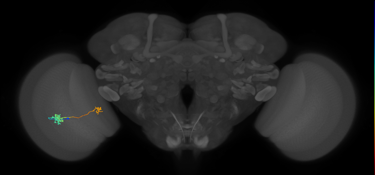 Tm39_L (MaleCNS:535801)