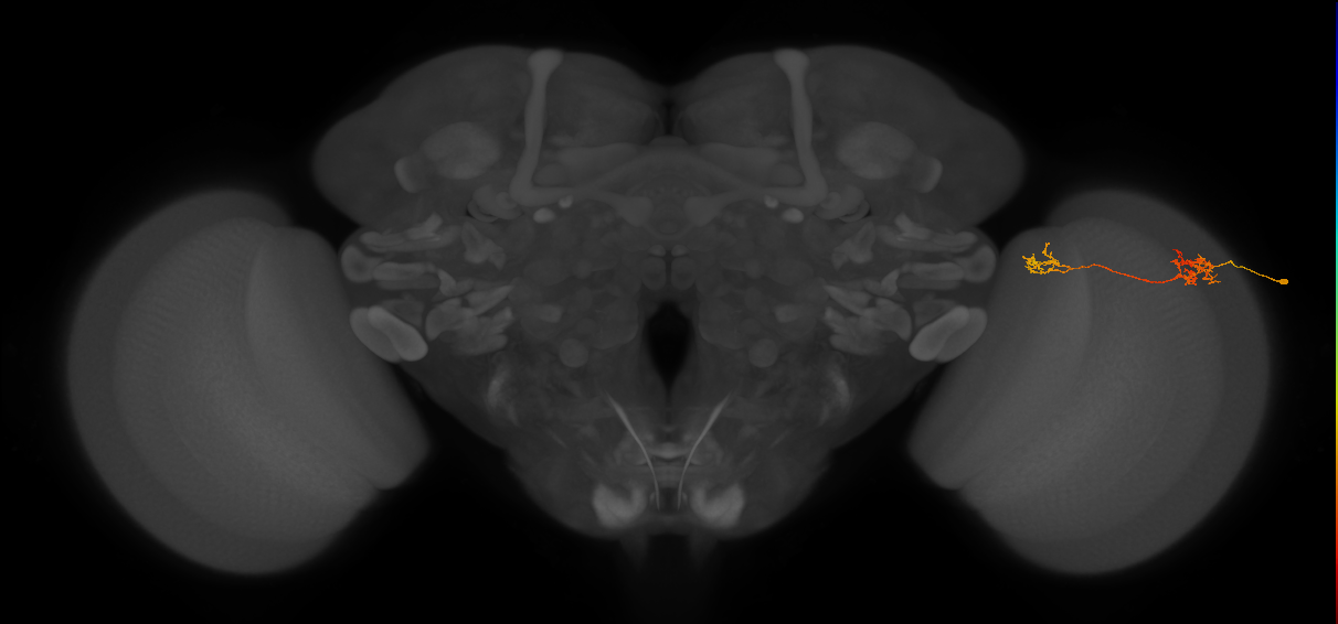 Tm39_R (MaleCNS:80063)