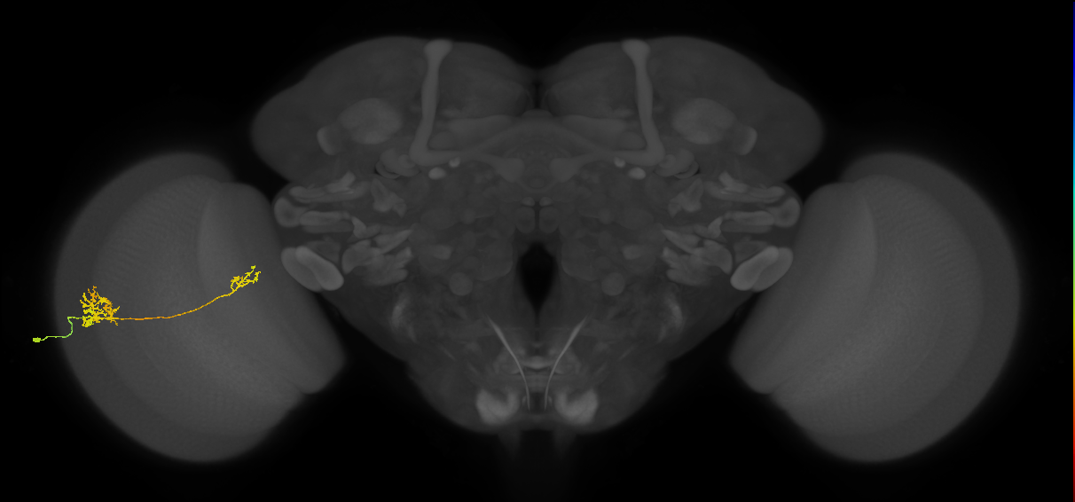 Tm39_L (MaleCNS:46560)