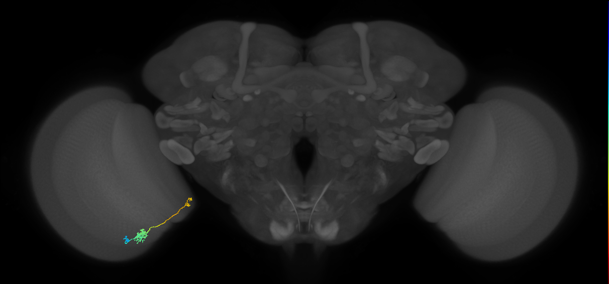 Tm39_L (MaleCNS:145608)
