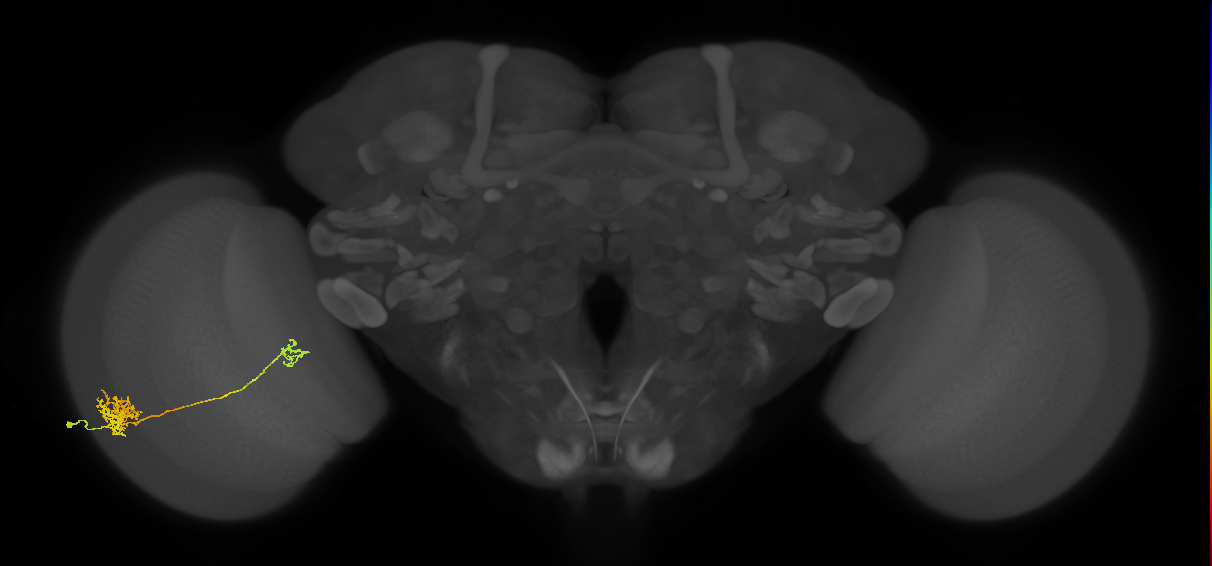 Tm39_L (MaleCNS:28788)