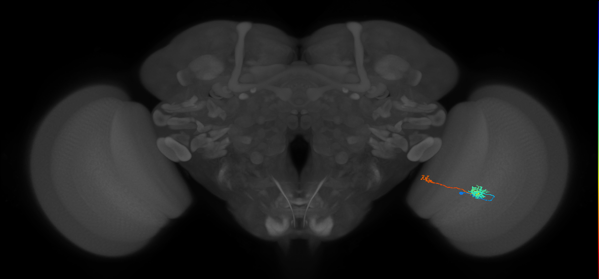 Tm39_R (MaleCNS:89508)