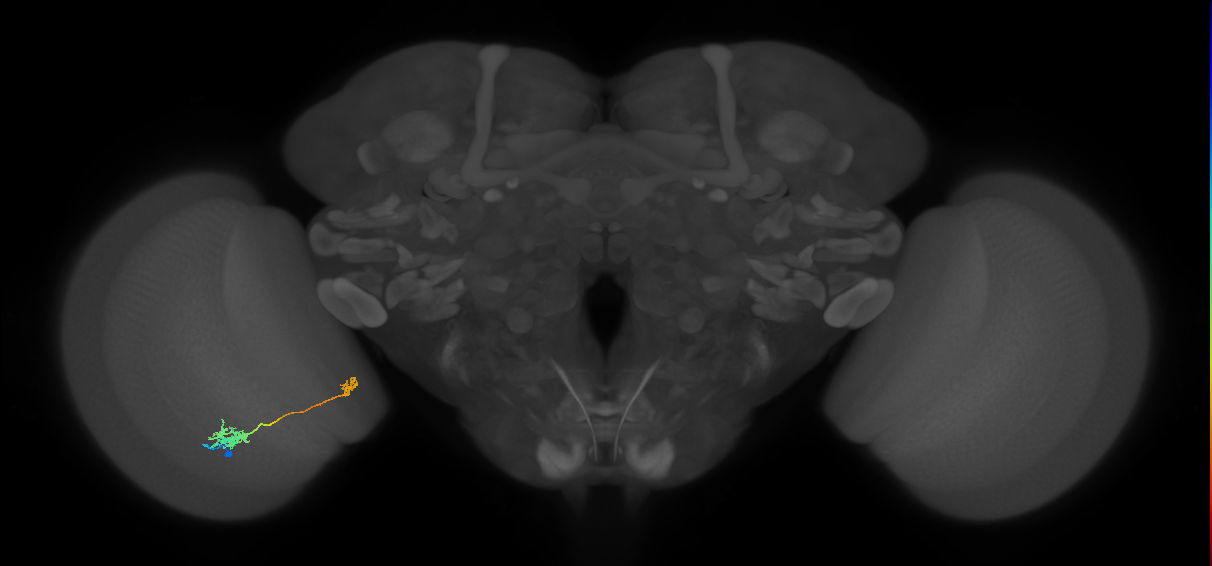 Tm39_L (MaleCNS:60359)
