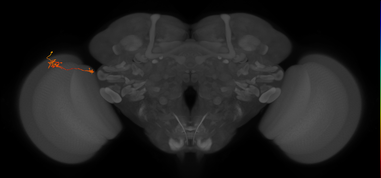 Tm39_L (MaleCNS:129549)