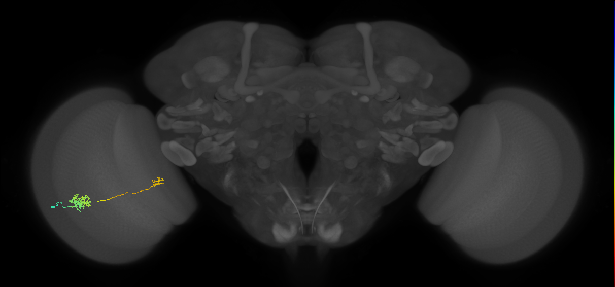 Tm39_L (MaleCNS:72717)