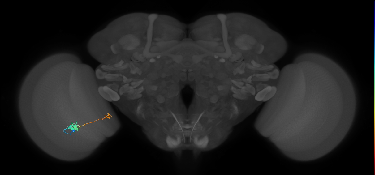 Tm39_L (MaleCNS:92606)