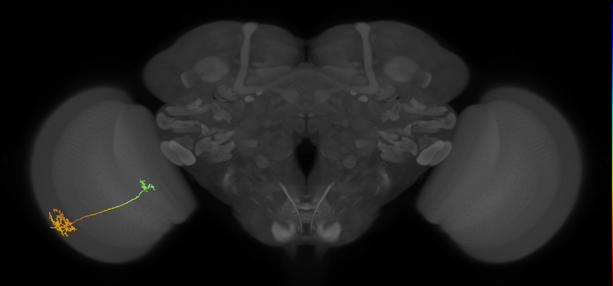 Tm39_L (MaleCNS:537176)
