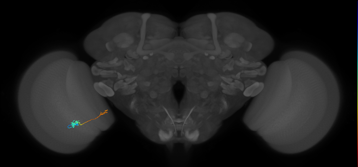 Tm39_L (MaleCNS:99961)