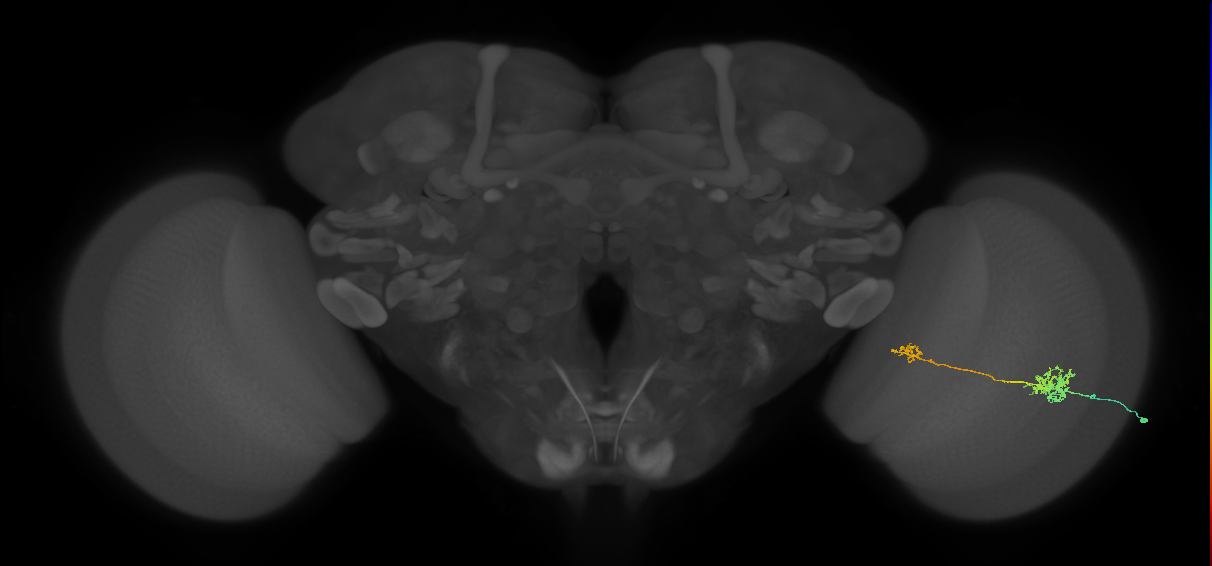 Tm39_R (MaleCNS:66527)