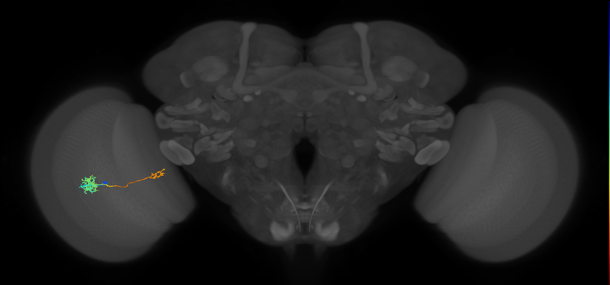 Tm39_L (MaleCNS:80941)