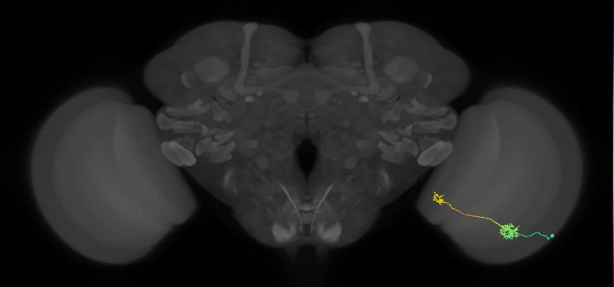 Tm39_R (MaleCNS:62888)