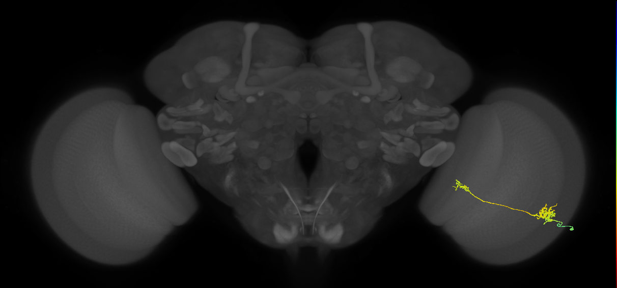 Tm39_R (MaleCNS:62063)