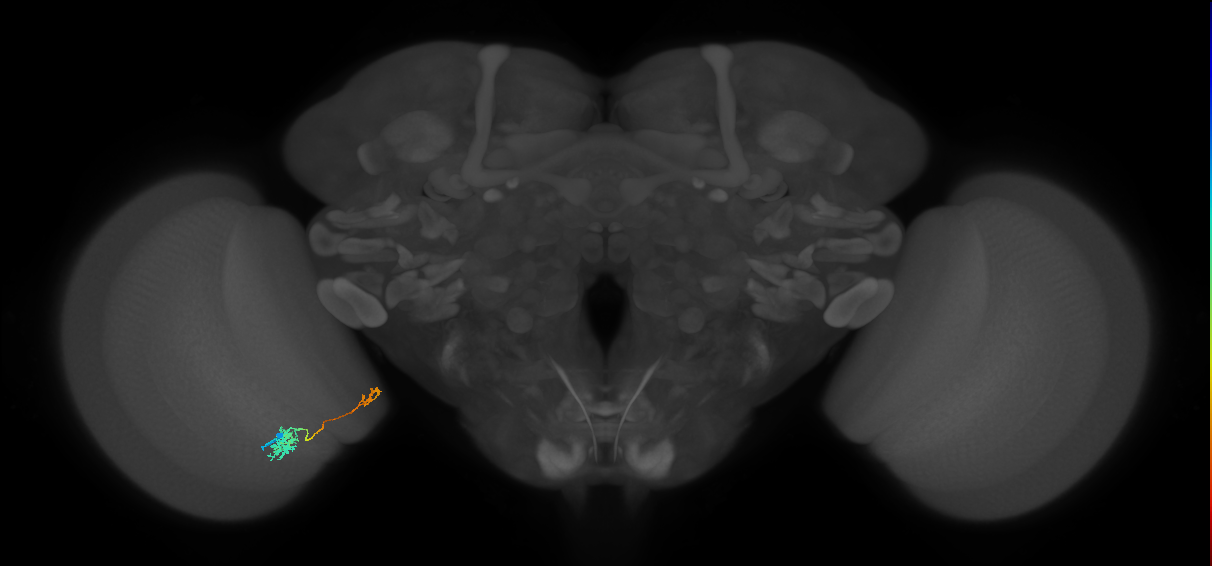 Tm39_L (MaleCNS:530757)