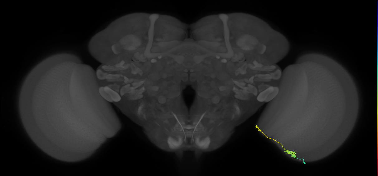 Tm39_R (MaleCNS:101462)
