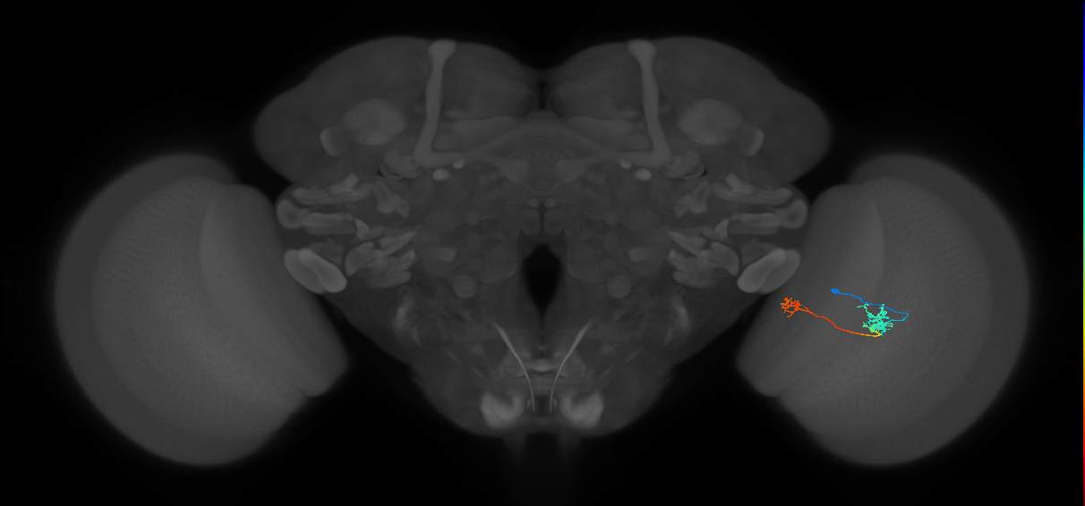 Tm39_R (MaleCNS:44161)