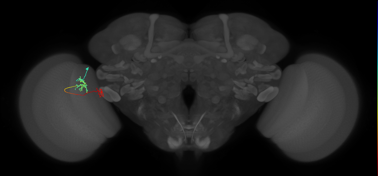 Tm39_L (MaleCNS:100739)